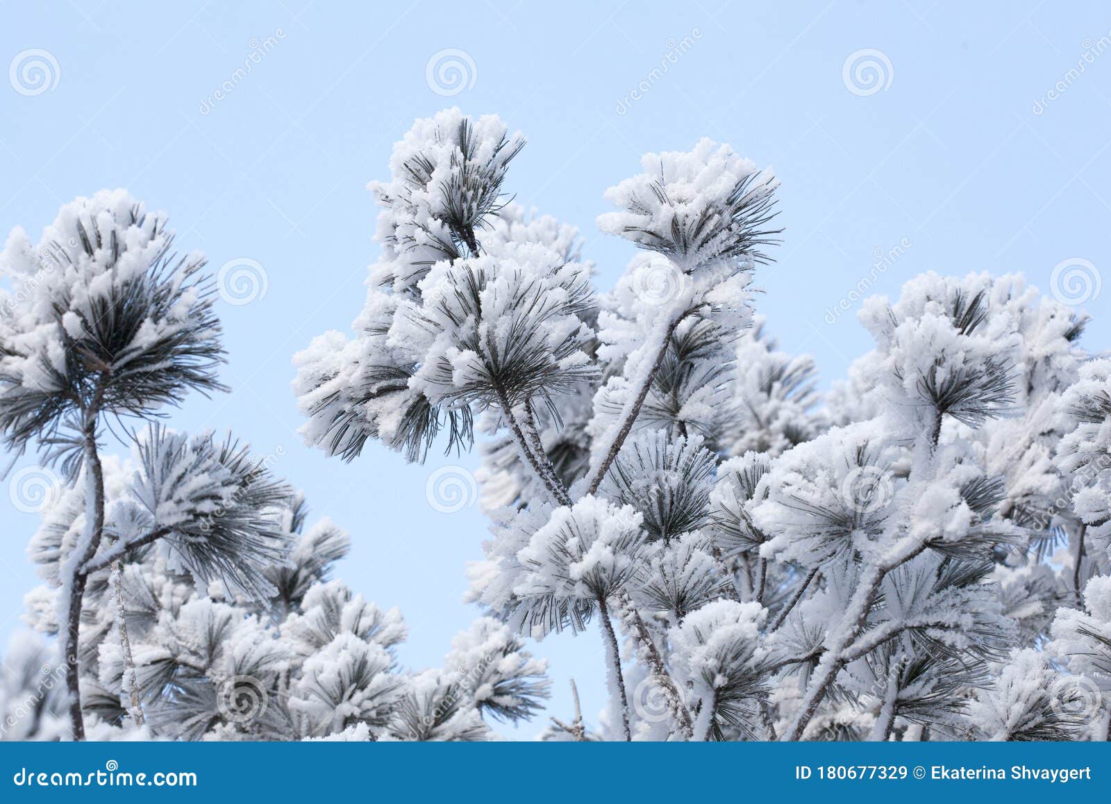 pine tree`s branches in frost