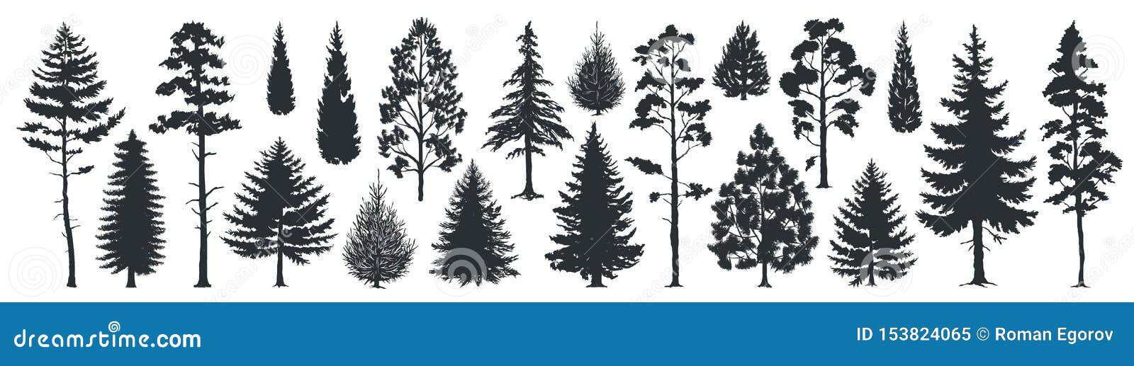 pine tree silhouettes. evergreen forest firs and spruces black s, wild nature trees templates.  woodland