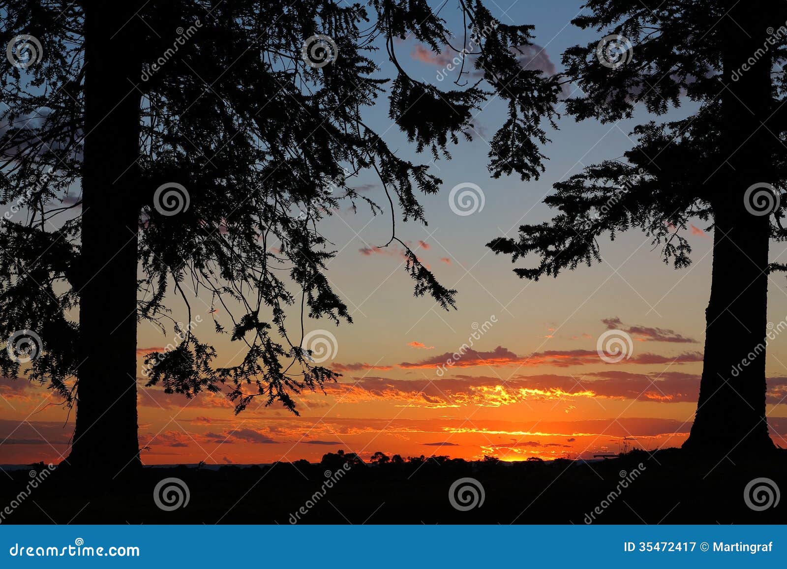 silhouetted pine trees frame orange sunset contre-jour, australian landscape