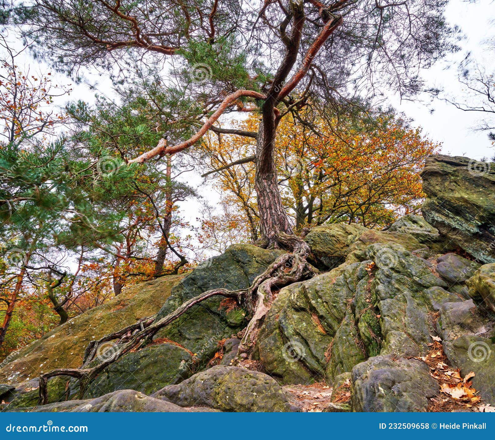 pine tree on a rocky hill during autumn