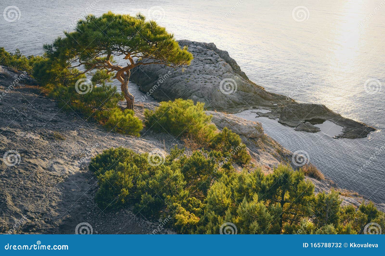 tree at sea ระยอง co