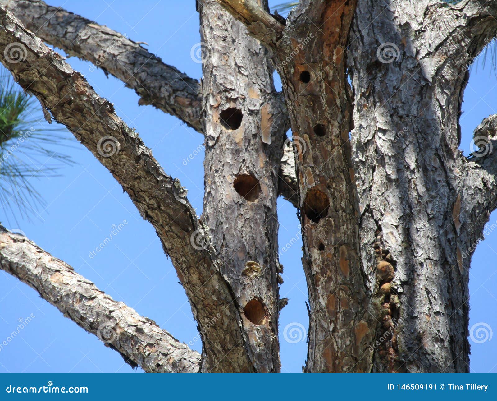 Pine Tree with Woodpecker Holes Stock Image - Image of pine, woodpecker