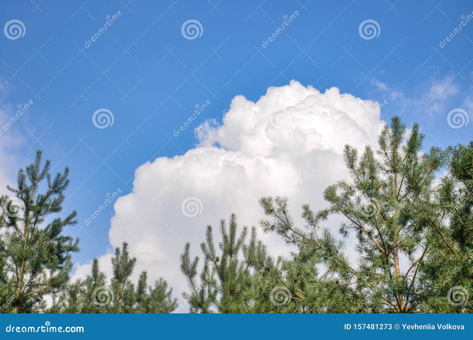 Blue Sky with Clouds and Pine Trees. Summer Stock Image Image of