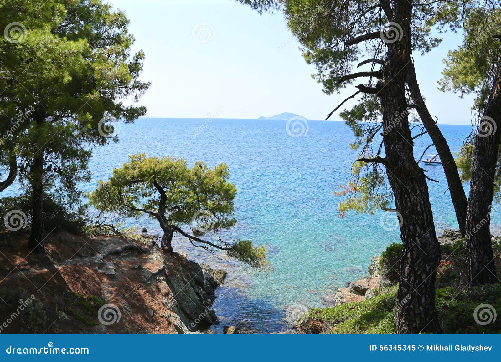 Pine trees on the beach stock image. Image of sithonia - 66345345