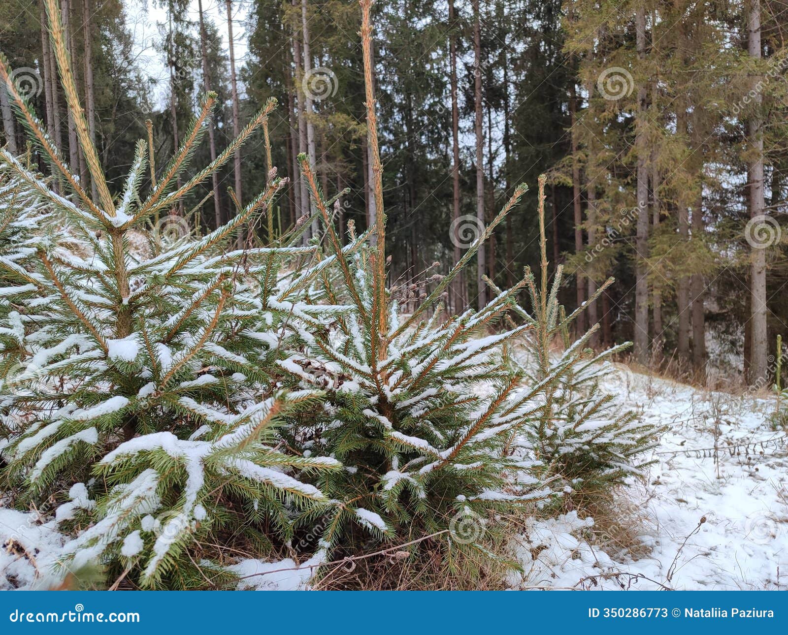 pine trees in carpathian mountains near volovets