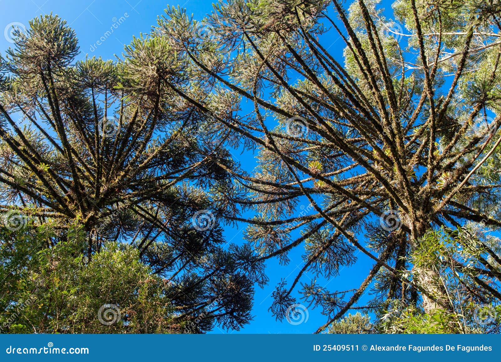 Pine Trees Dark Lake Park Gramado Brazil Stock Image Image of gramado