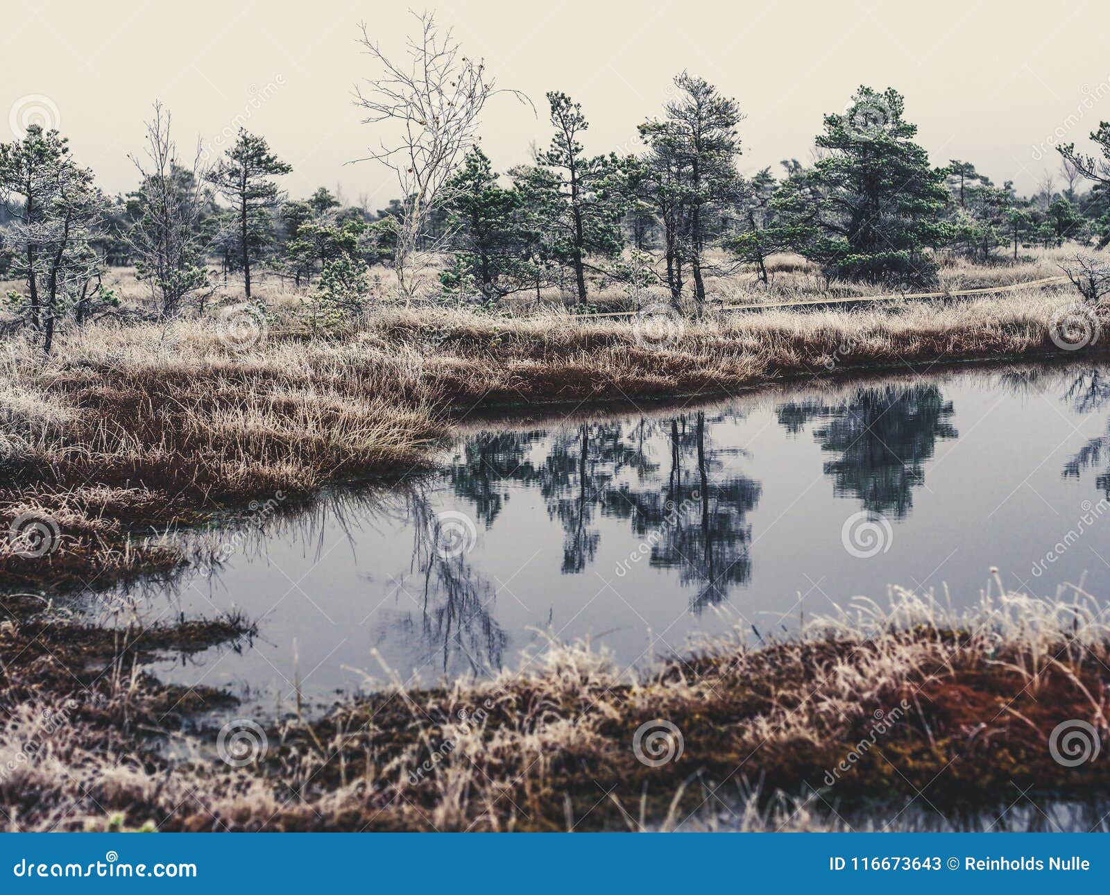 Pine Trees in Field of Kemeri moor in Latvia with a Pond in a Foreground - vintage look edit. Pine Trees in Field of Kemeri moor in Latvia with a Pond in a Foreground on a Cold Winter Morning with some Frost on them - vintage look edit.