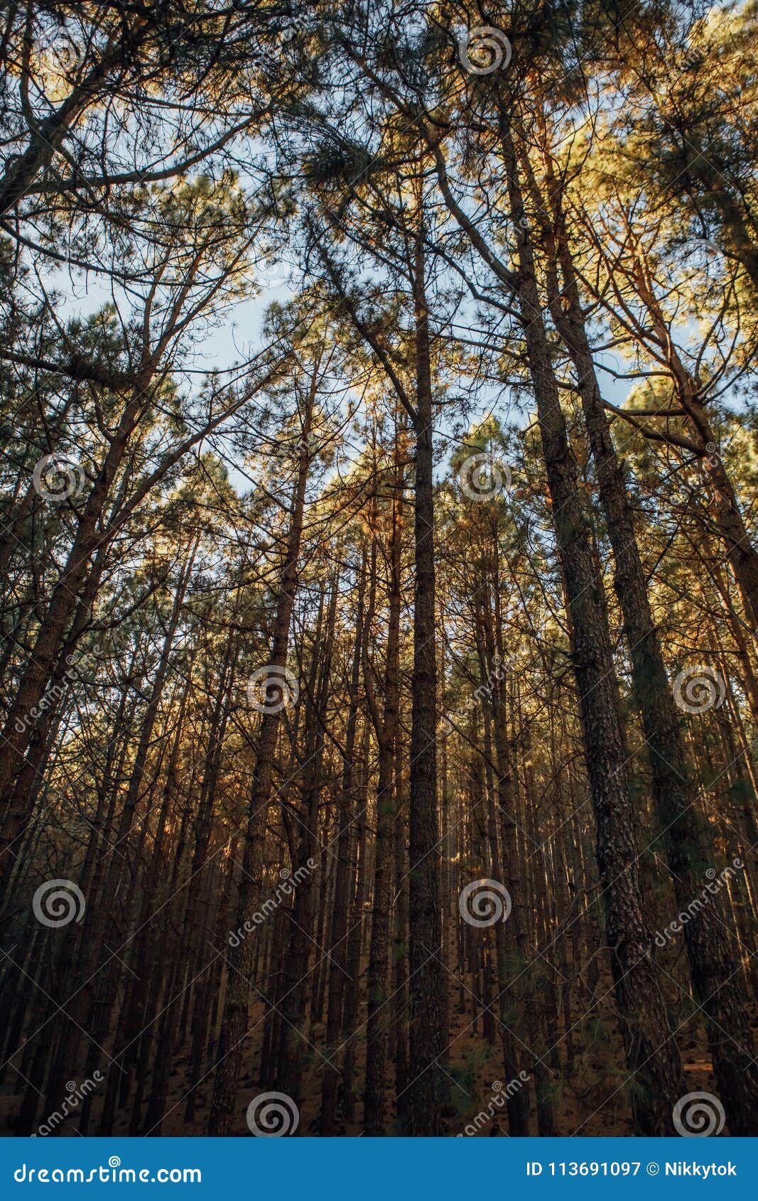 pine trees in forest la esperanza