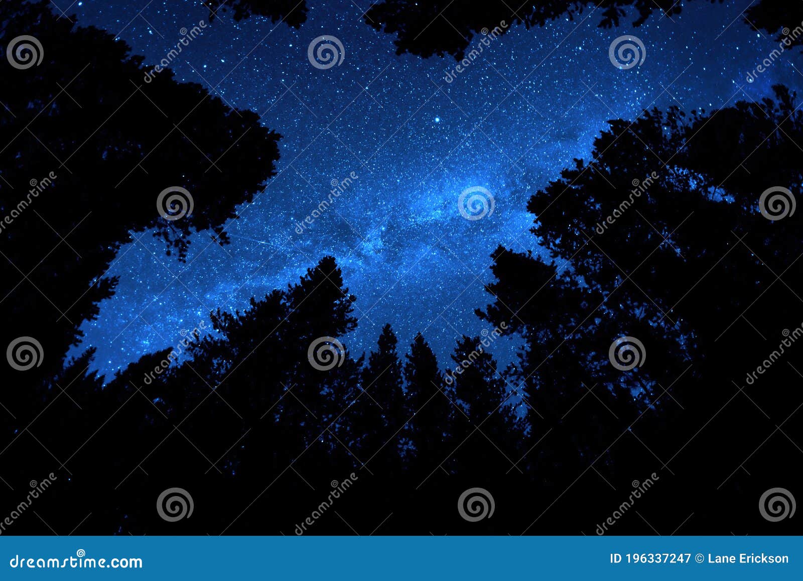 pine trees forest wilderness with milky way milkyway stars in night sky