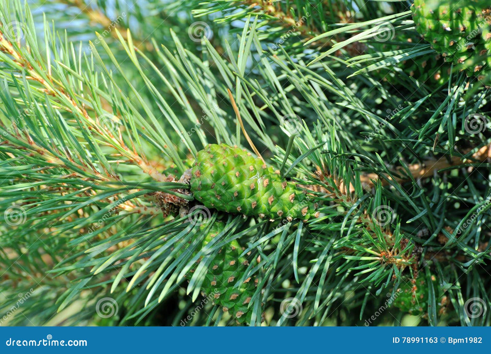 Pine Trees with Fresh Pine Cones and Green Pine Needles Stock Image