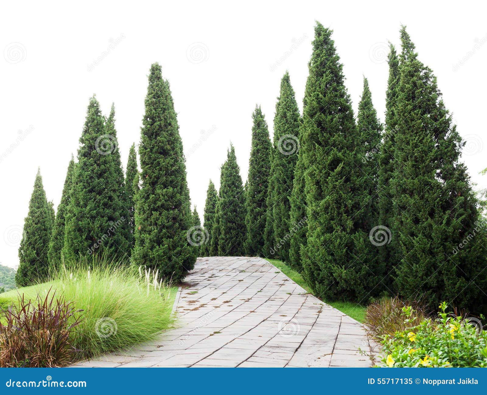 Pine Trees with Green Grass in the Garden Stock Image Image of color