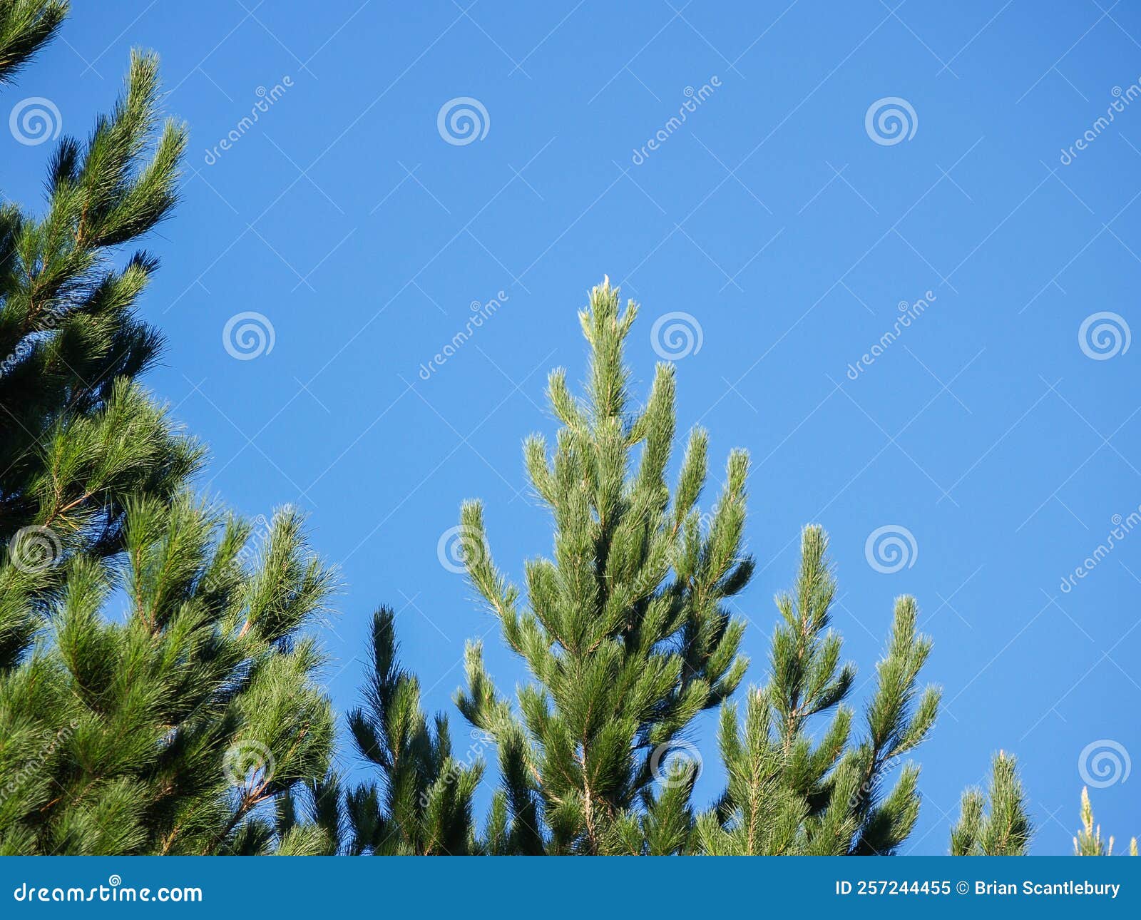 pine trees growing against blue sky