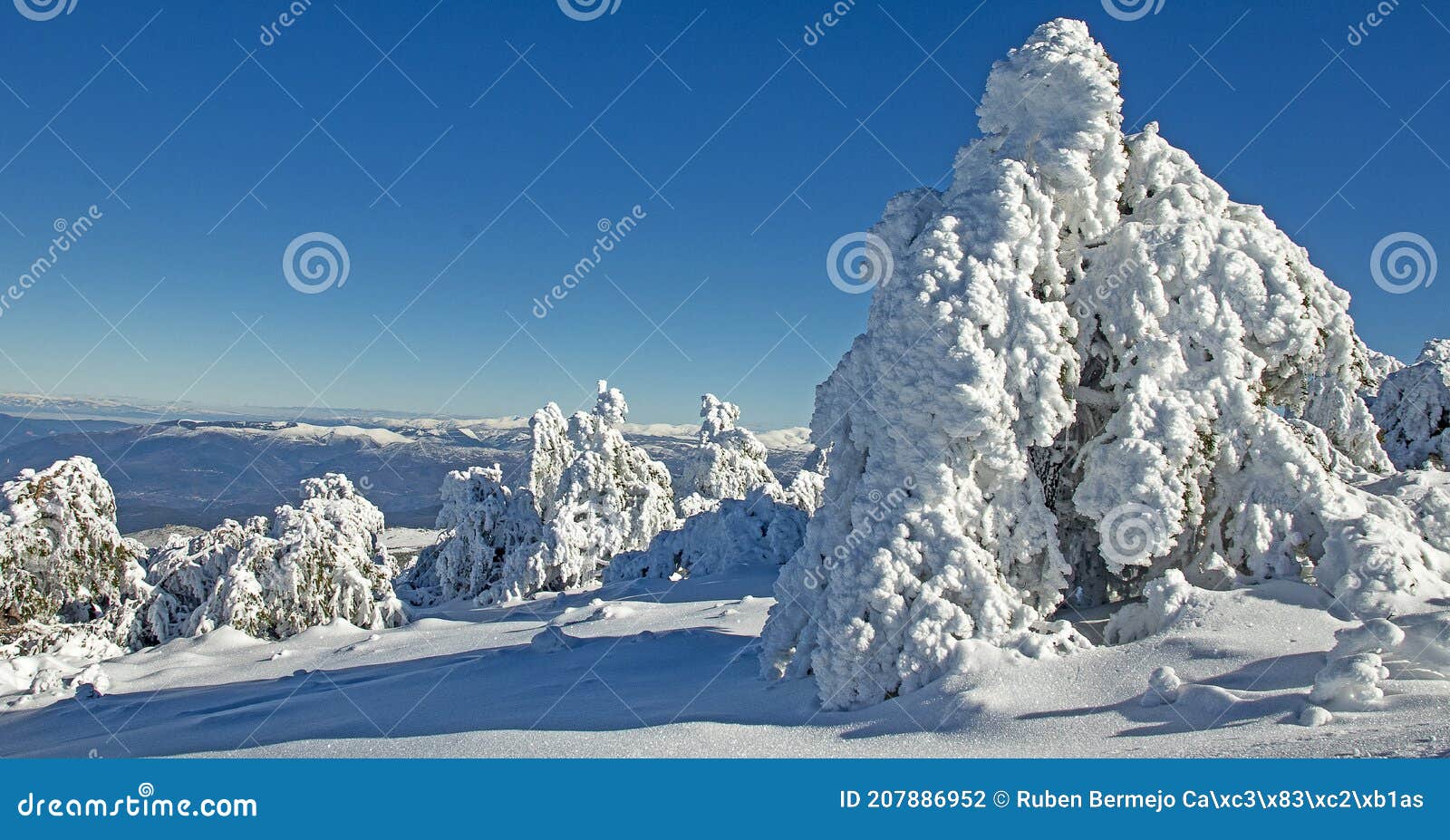 pine trees heavily covered with snow on a mountain on a very sunny day. cabeza de manzaneda, ourense