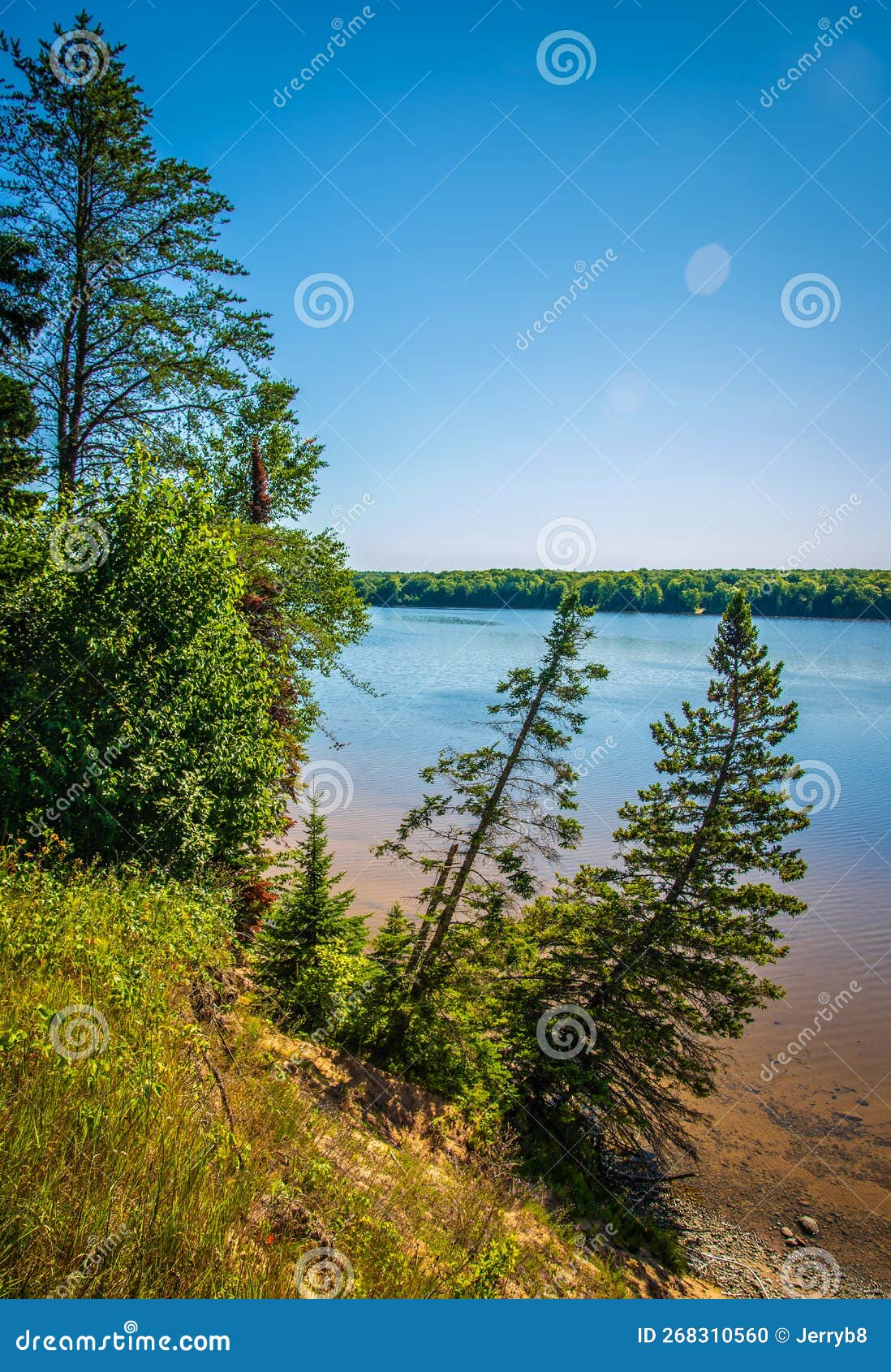 Pine Trees Line Shore of Northern Michigan River Hillside Stock Photo