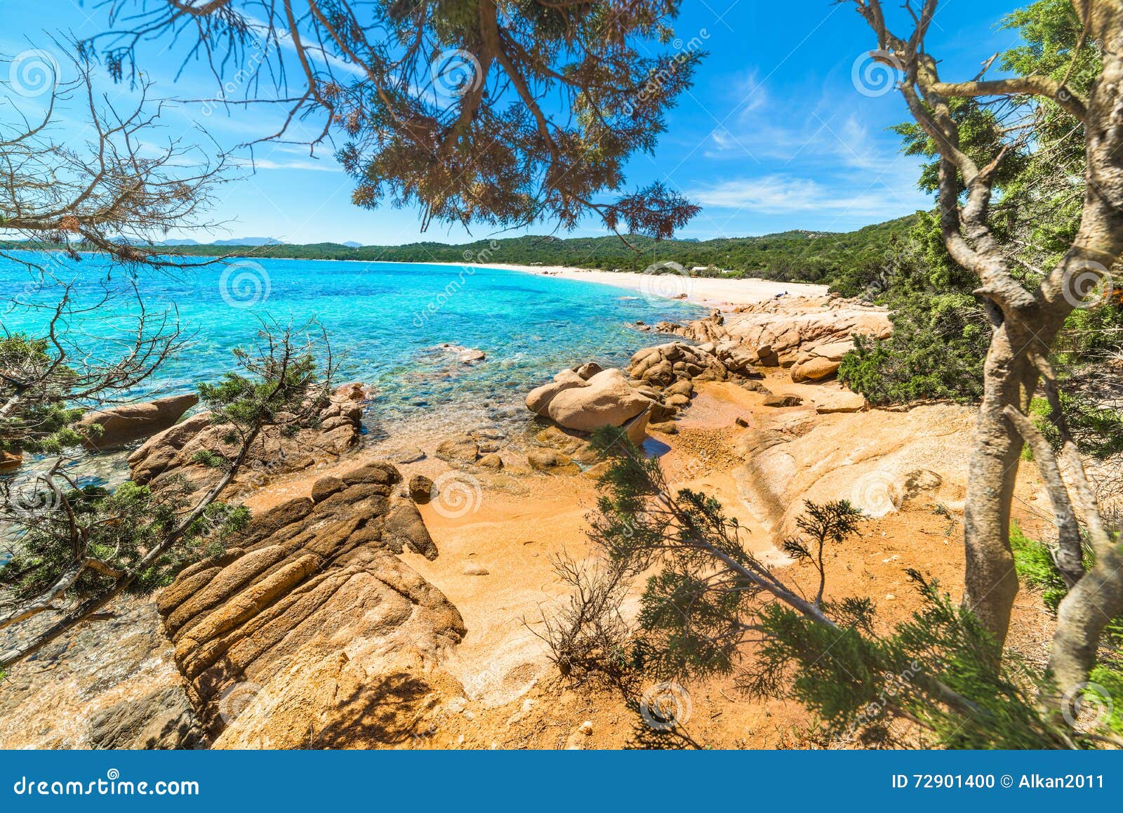 pine trees in liscia ruja beach