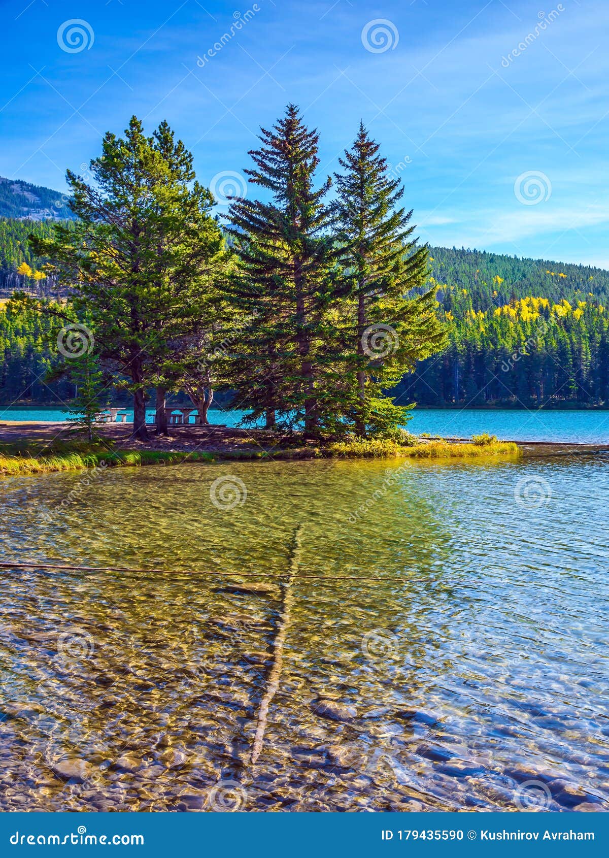 Pine Trees on Little Island Stock Photo - Image of ecological, color ...