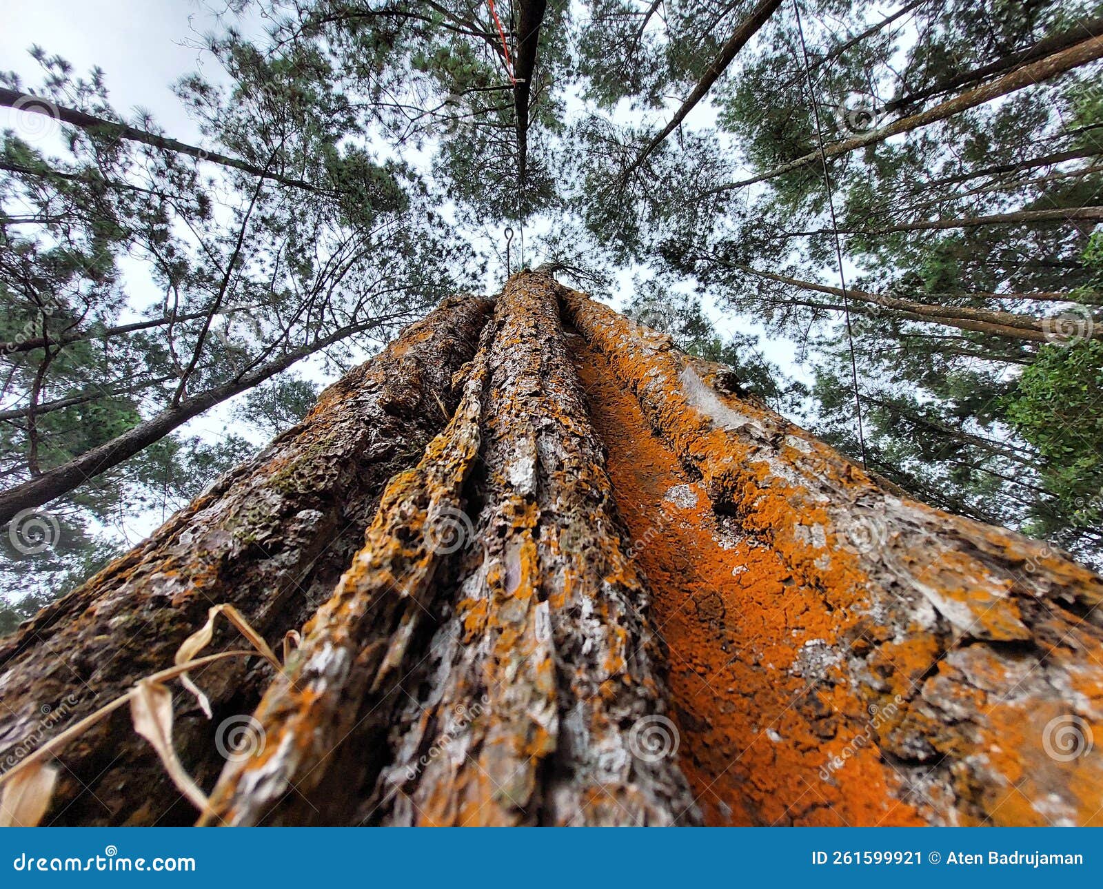 Pine Trees at Mountain of Ciremai Buperka Trijaya West Java Indonesia