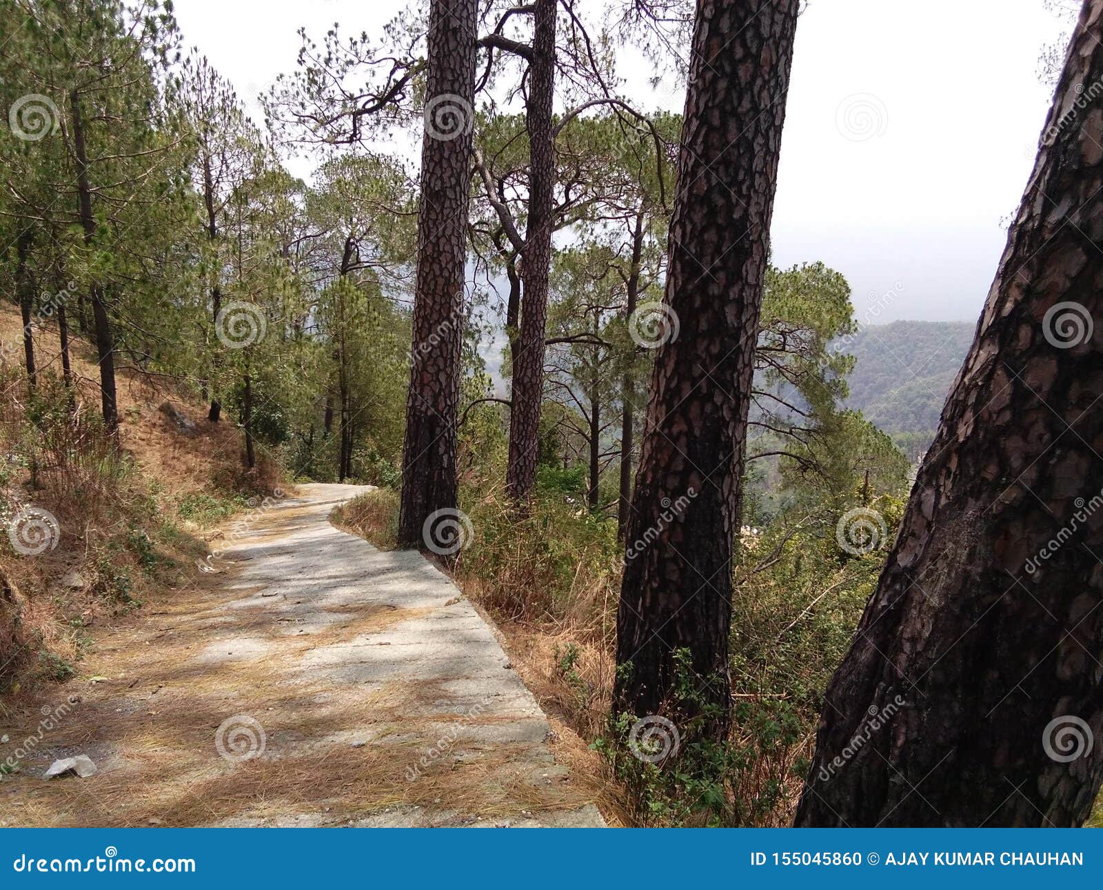 Pine Trees in Nainital Forest Looking so Beautiful in Uttarakhand