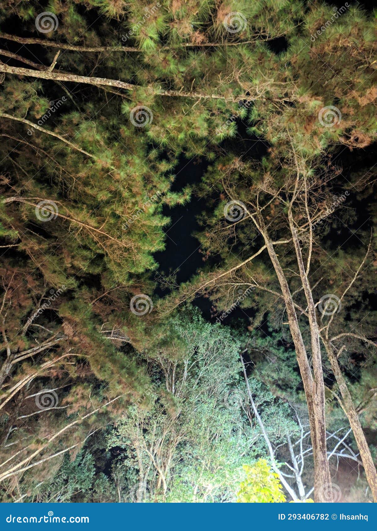 Pine trees at night stock photo. Image of creates, lights 293406782