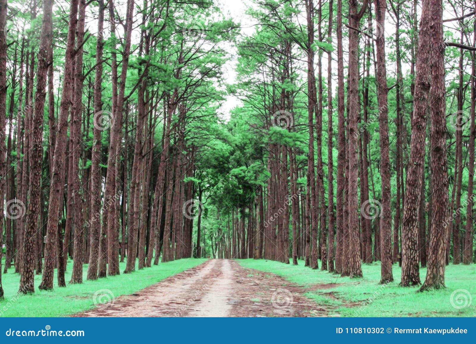 Pine Trees with Green Nature. Stock Photo Image of green, freshness