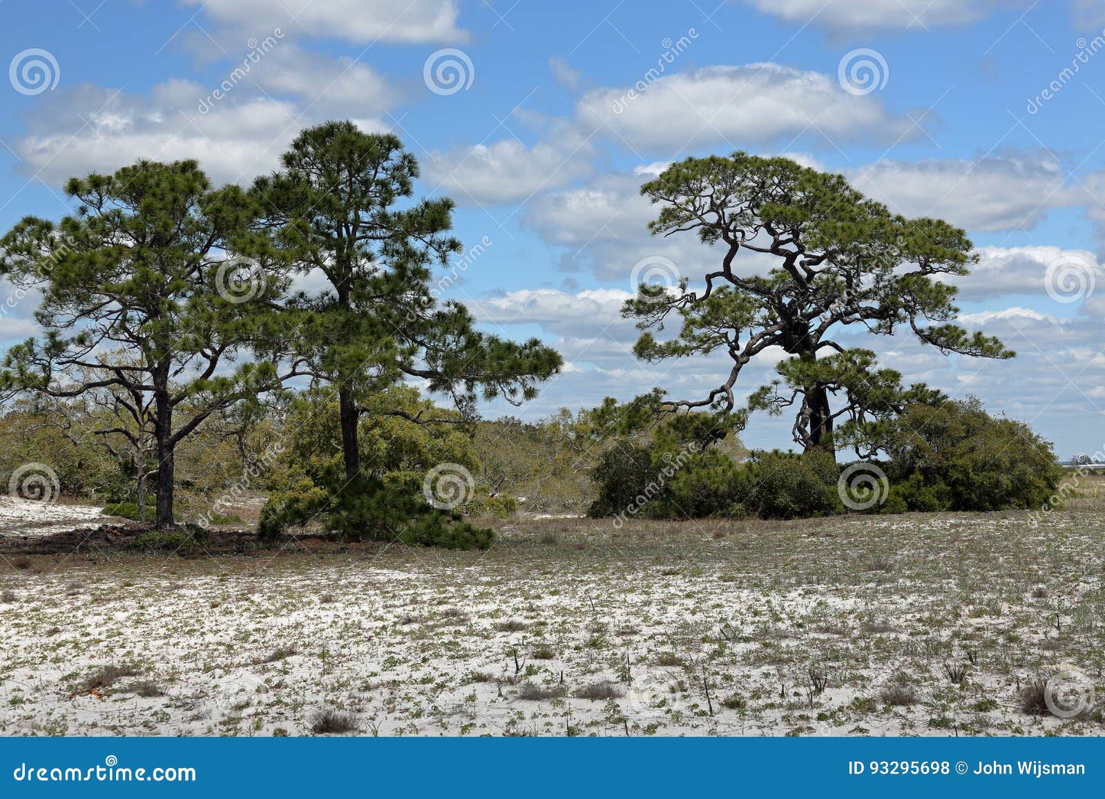 trees Umatilla pine planting in FL fall,