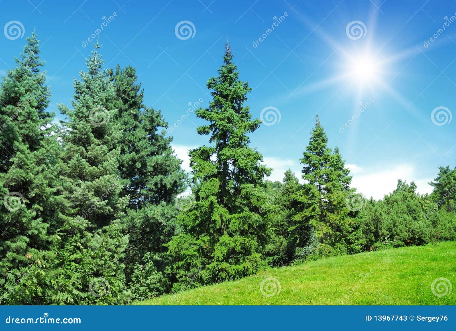 Pine Trees and Sun on Blue Sky Stock Image Image of outdoors, pine