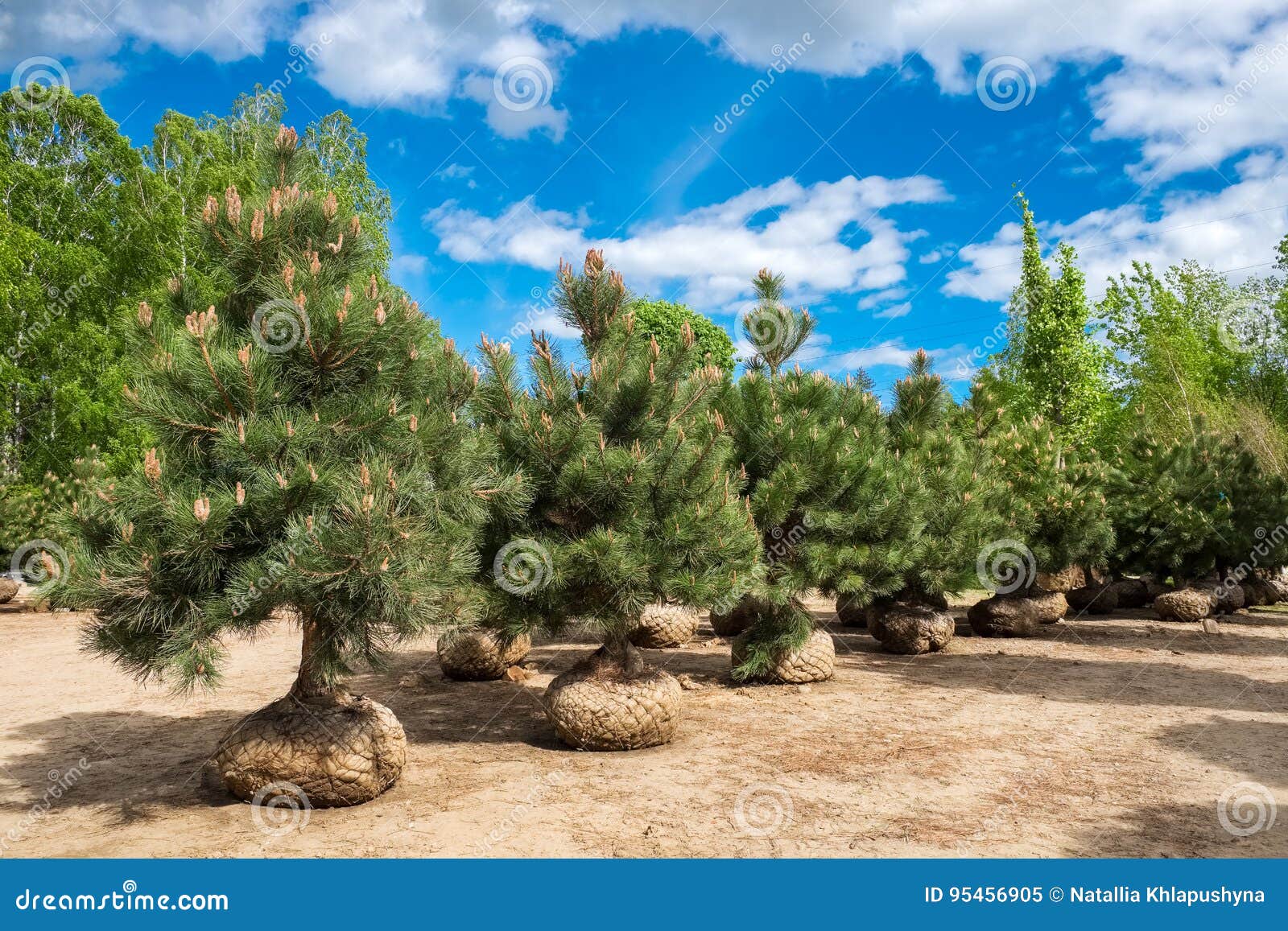 Pine trees on tree farm. stock image. Image of cultivation 95456905