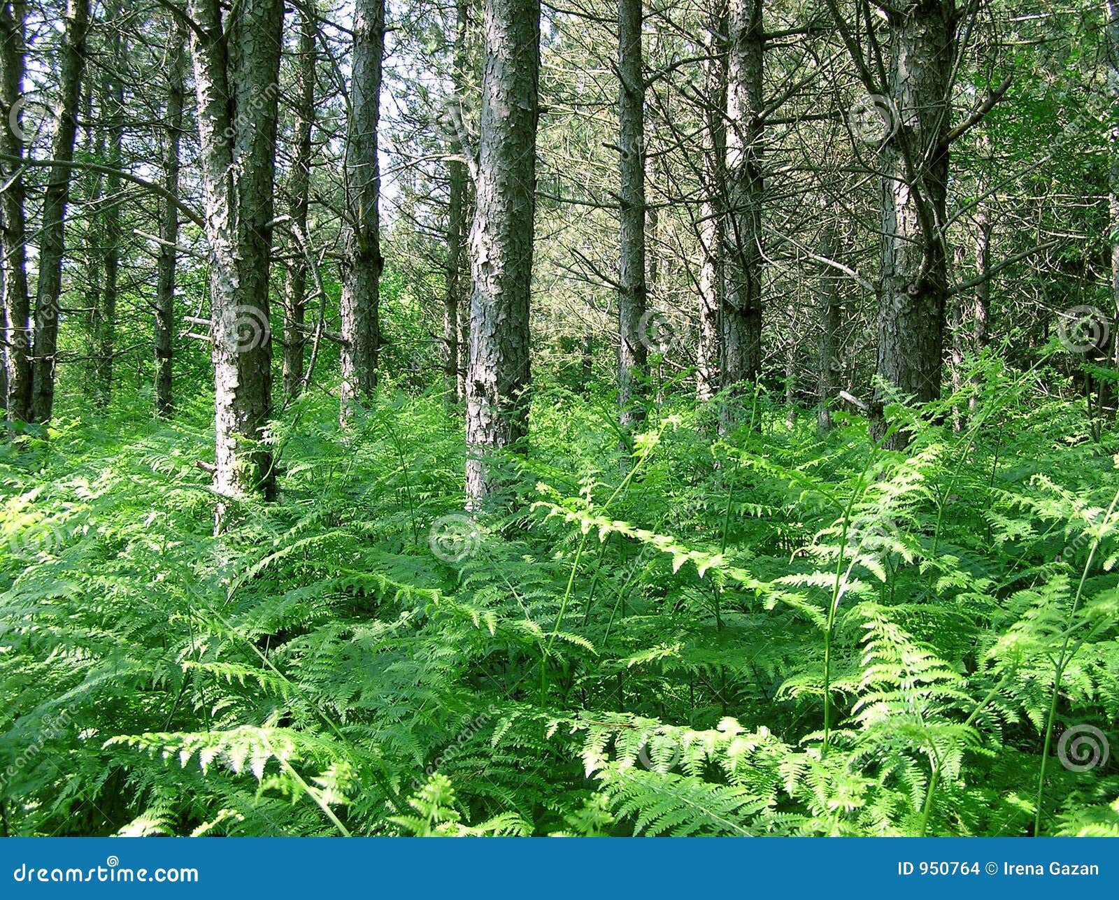 Pine wood stock photo. Image of plants, forest, pine, seasonal 950764