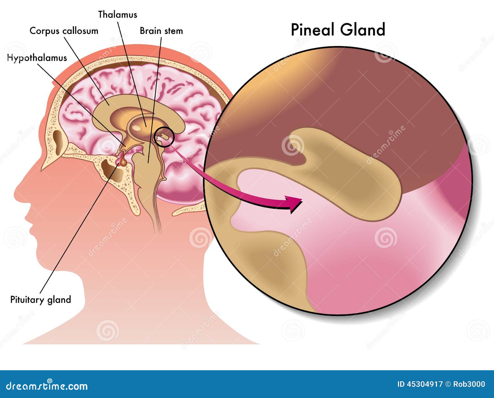 pineal gland