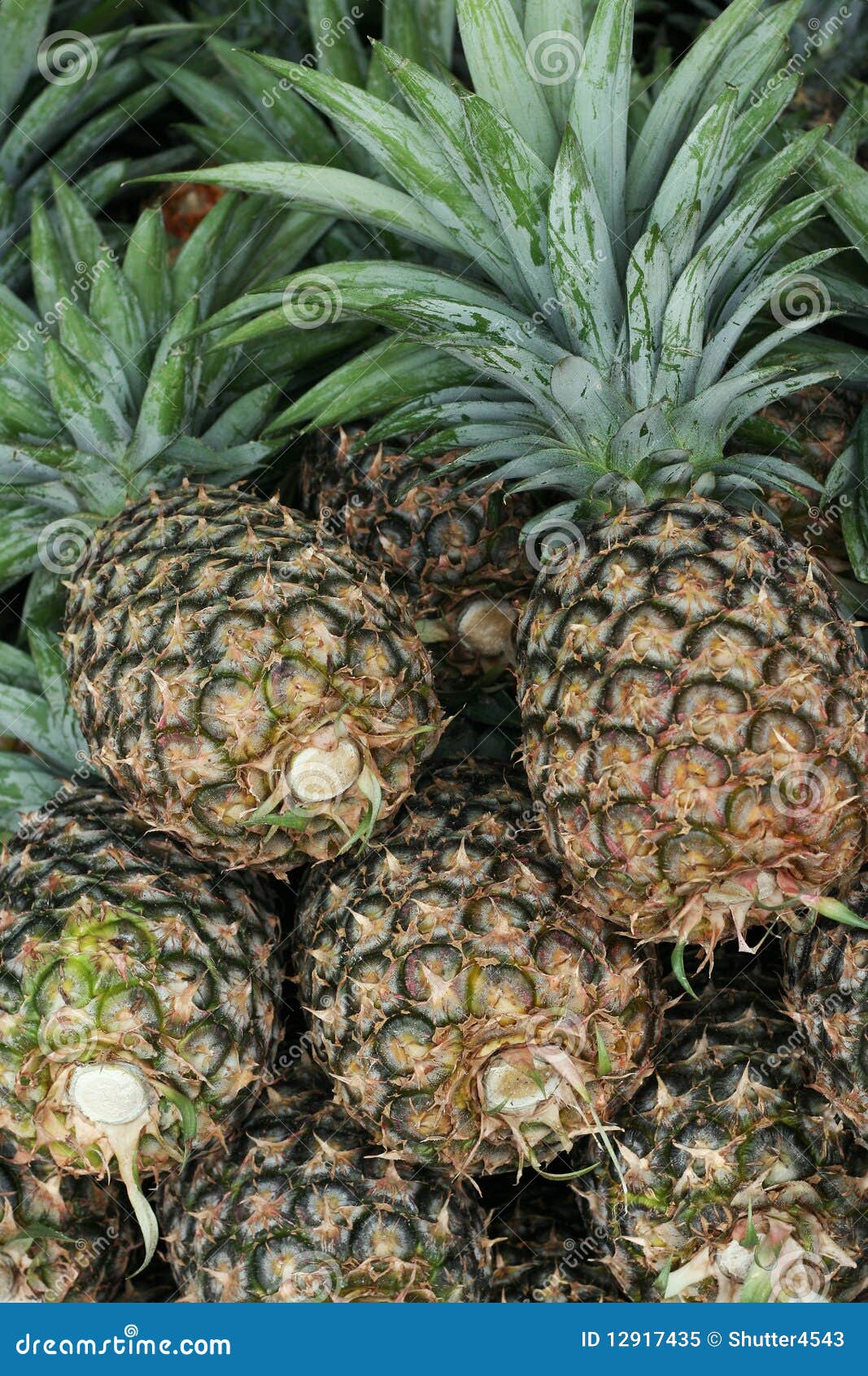 Pineapple (Ananas comosus) stock image. Image of ananas 12917435