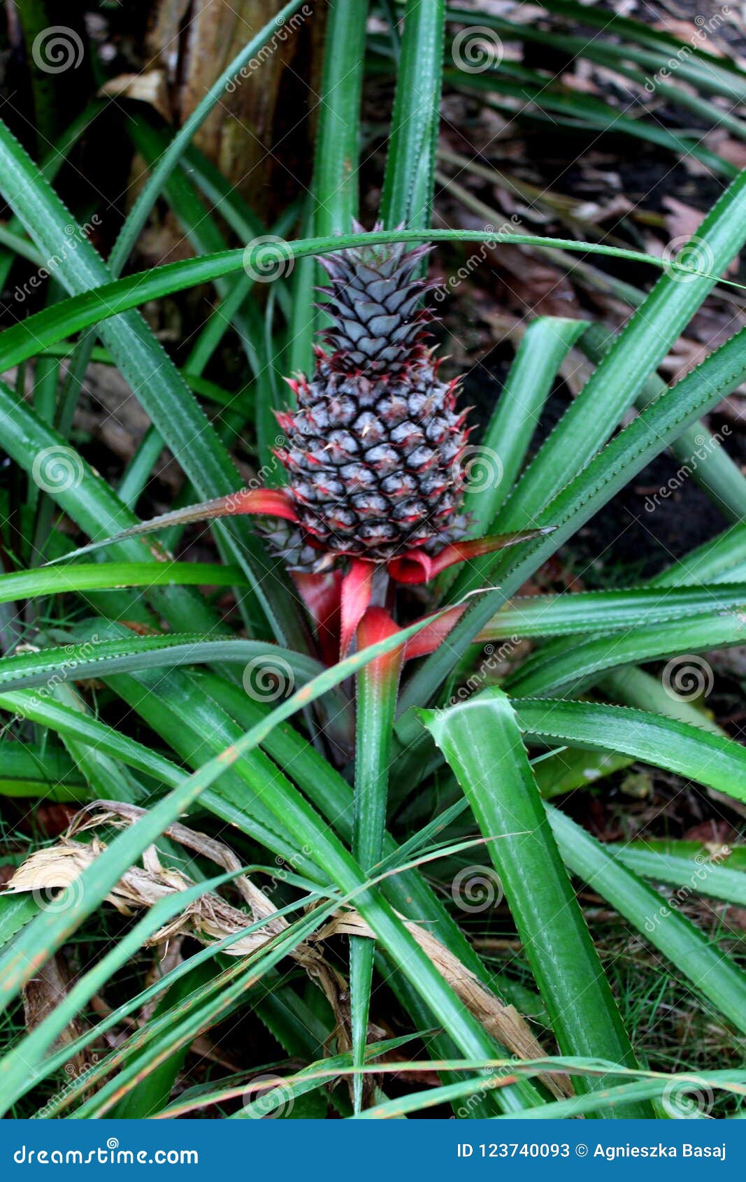 Pineapple as a flower stock image. Image of plant, fruit 123740093