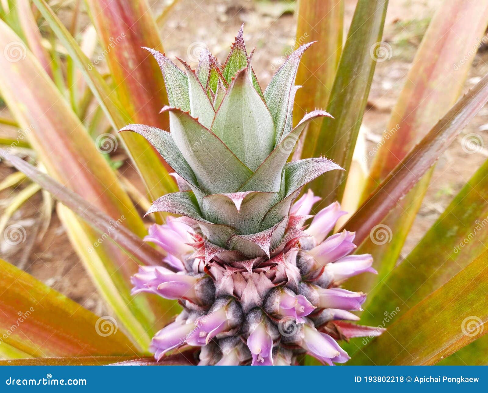 Pineapple Baby Flowers Blooming Stock Photo Image of yellow, baby