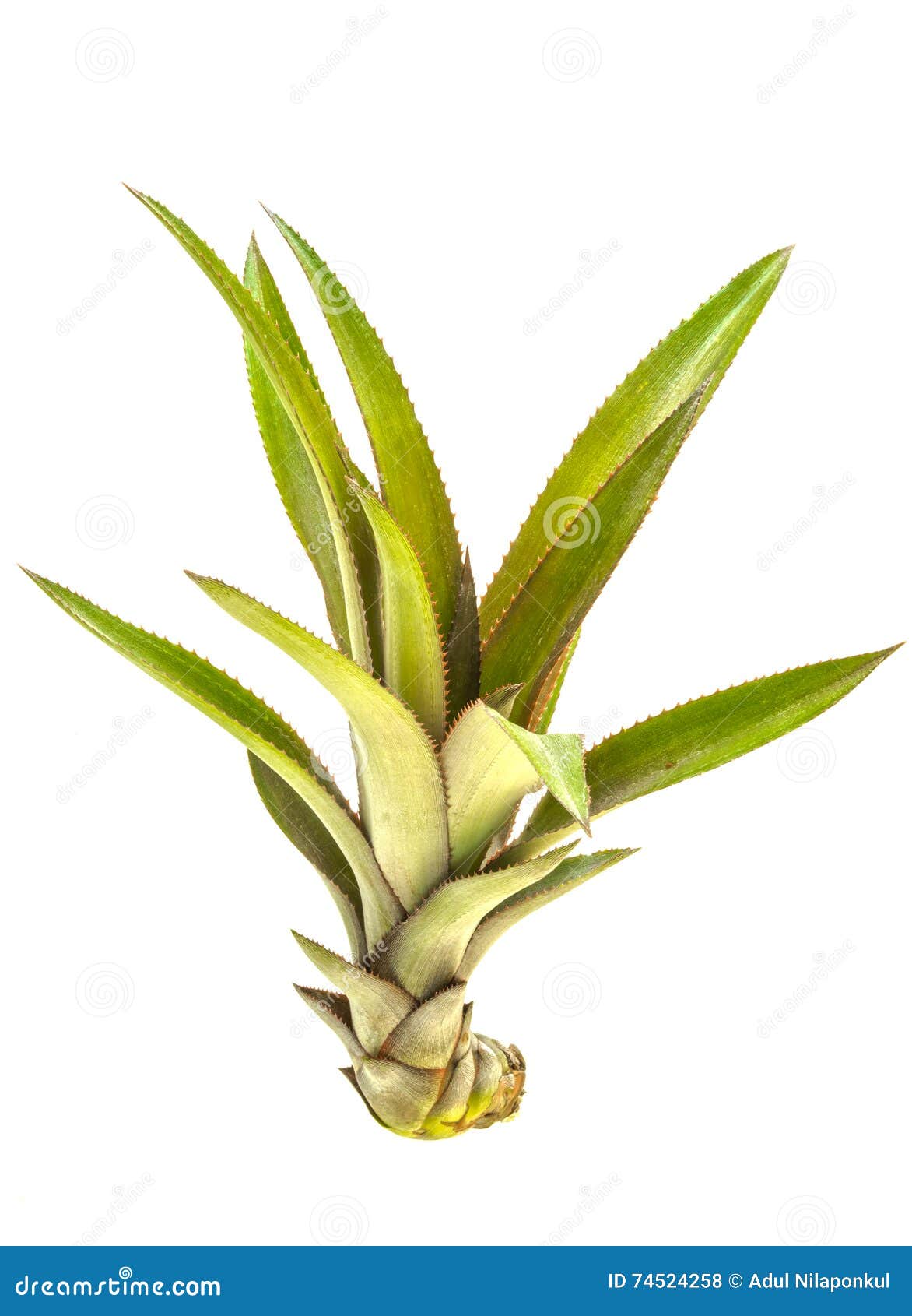 Pineapple Bud. stock photo. Image of white, foliage, growth 74524258