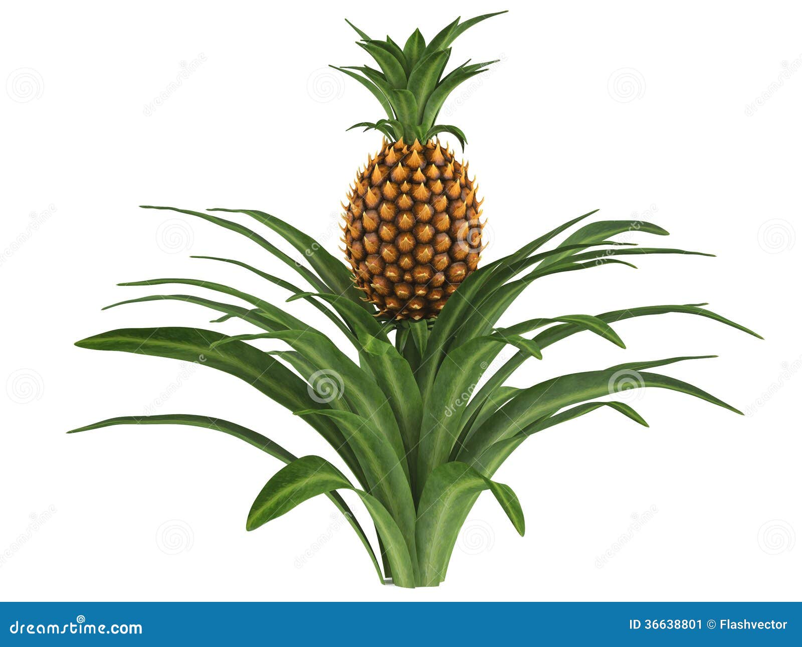 Pineapple bush stock illustration. Illustration of plant ... tree bush diagram 