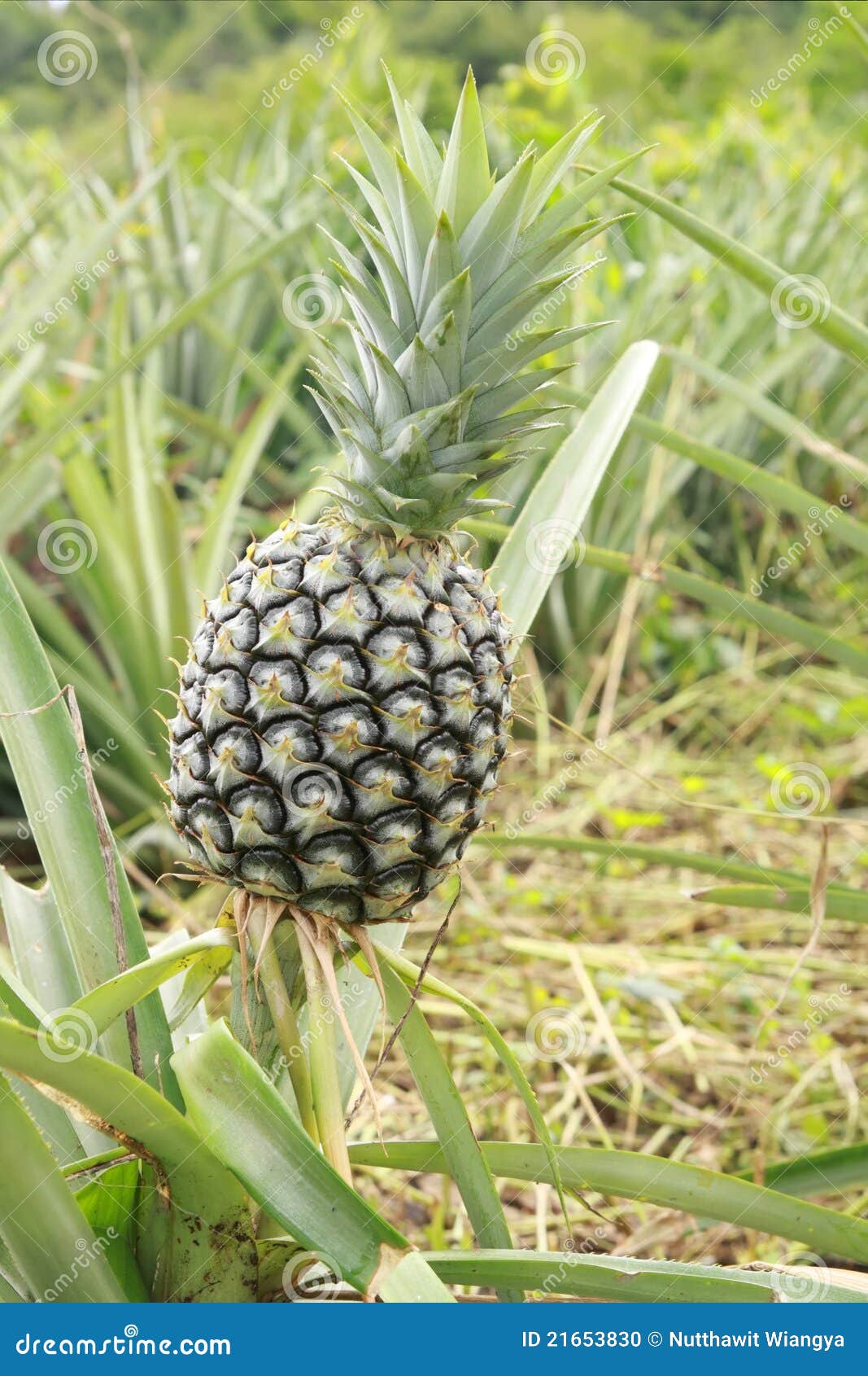 Pineapple crop stock photo. Image of green, young, field 21653830