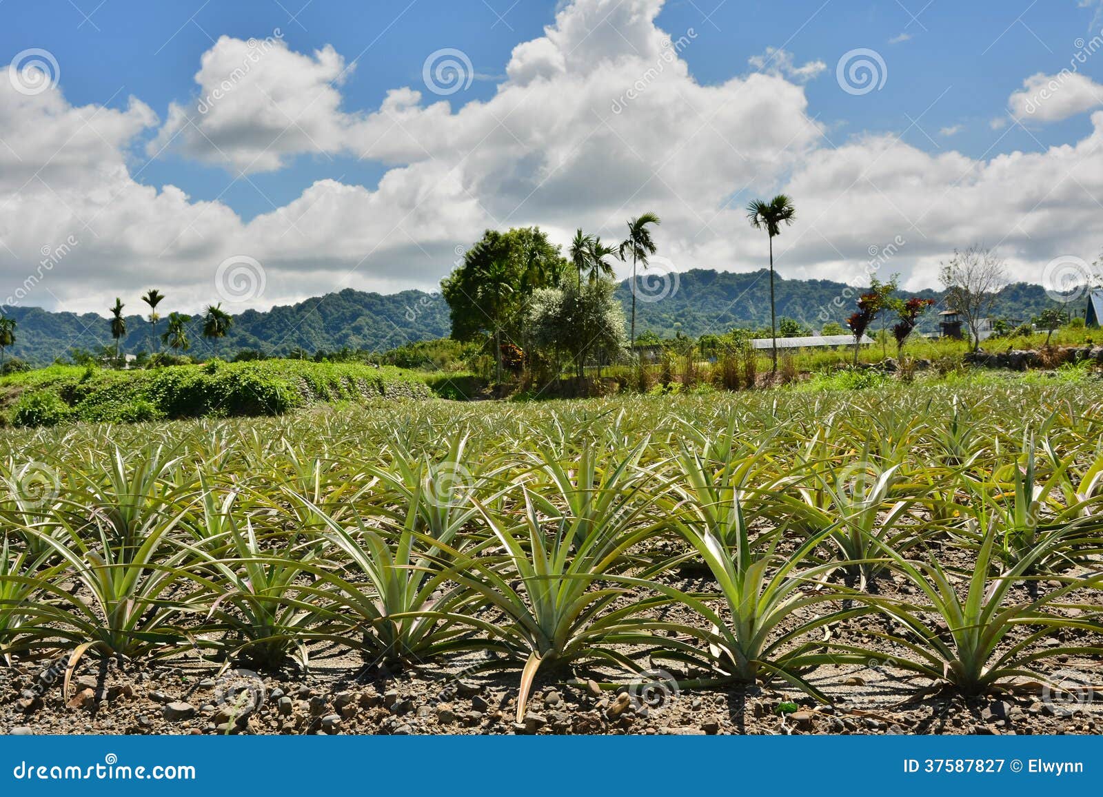 Pineapple farm stock image. Image of grow, field, gardening 37587827