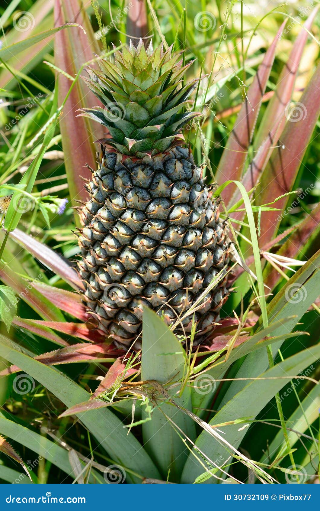 Pineapple in farm stock image. Image of growing, country 30732109