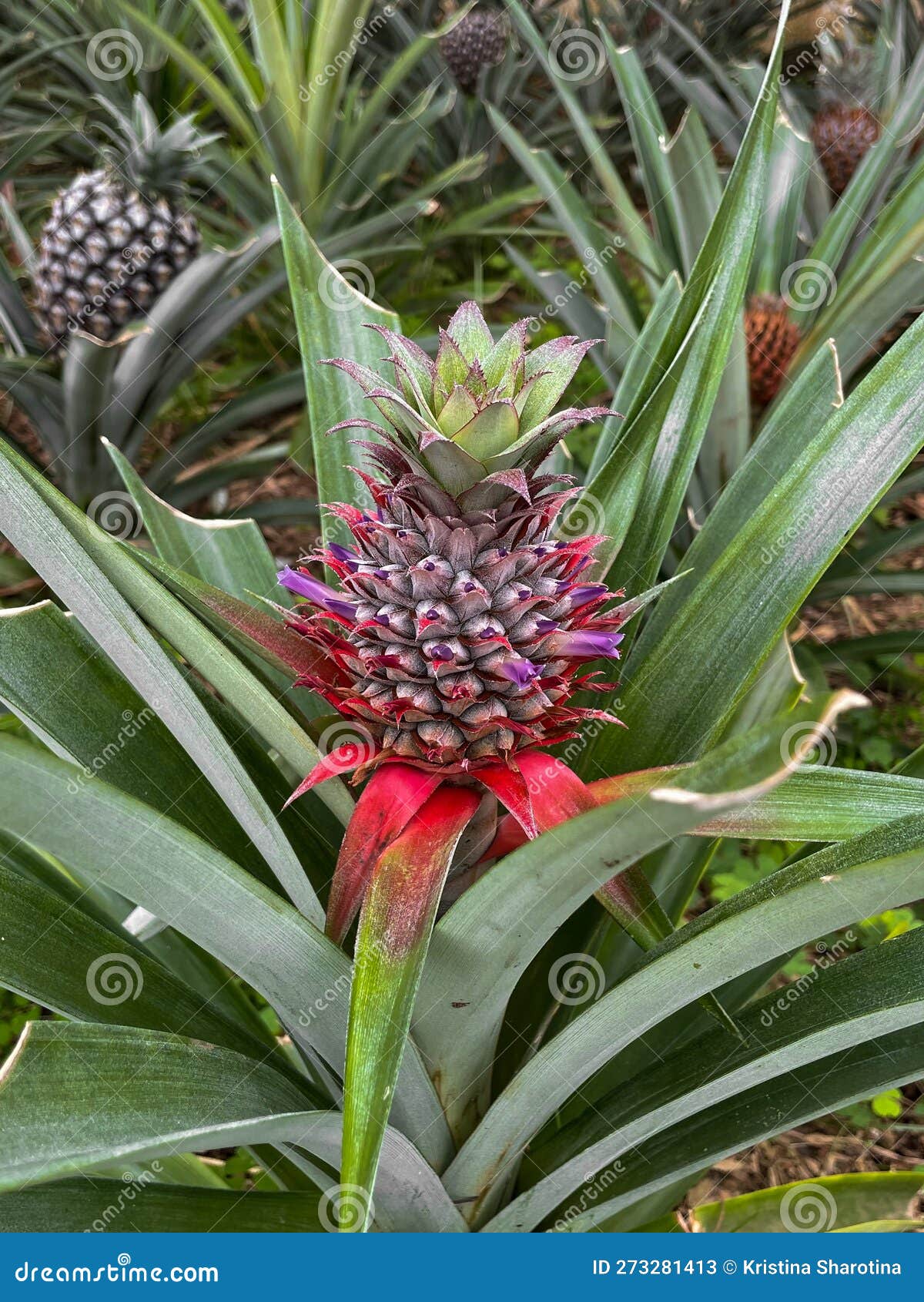 Pineapple farm stock image. Image of sweet, village 273281413