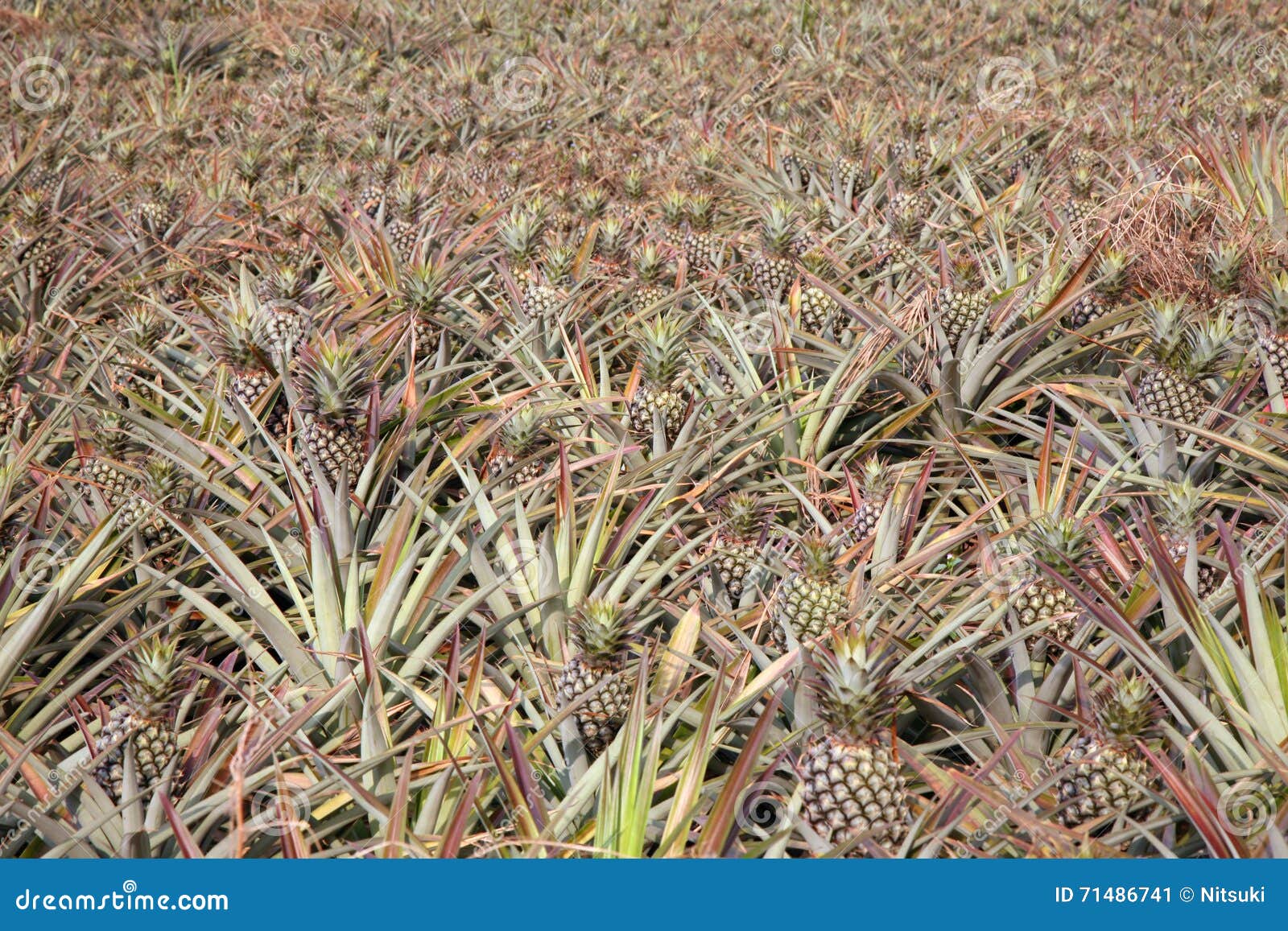 Pineapple farm stock image. Image of green, juicy, botanic 71486741