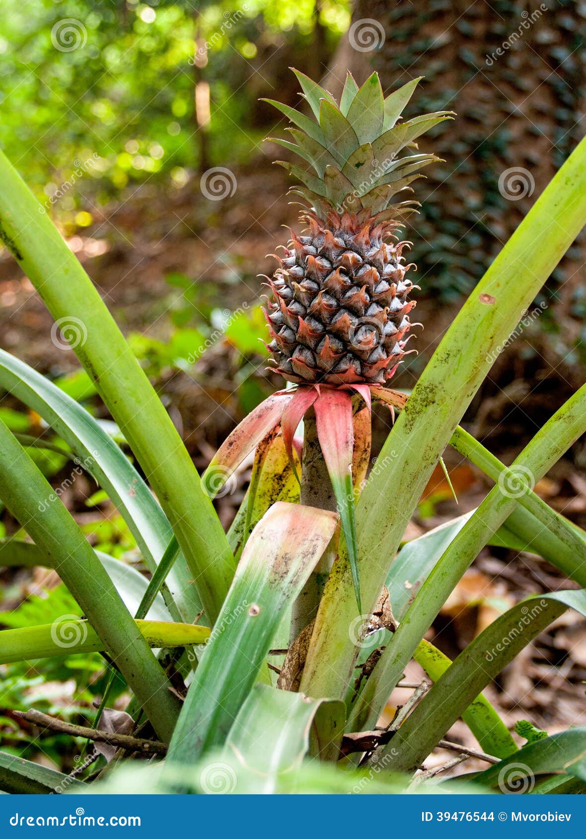 Pineapple at farm stock photo. Image of ananas, agriculture 39476544