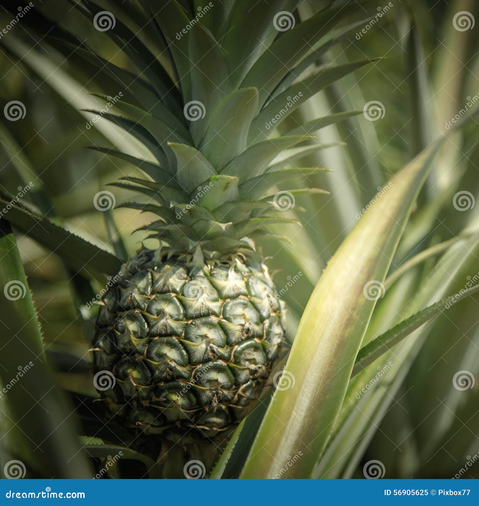 Pineapple farm stock image. Image of nice, farm, agriculture 56905625
