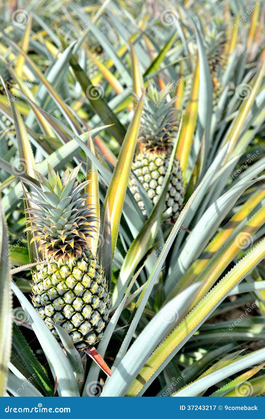 Pineapple farm stock image. Image of fresh, field, nature 37243217