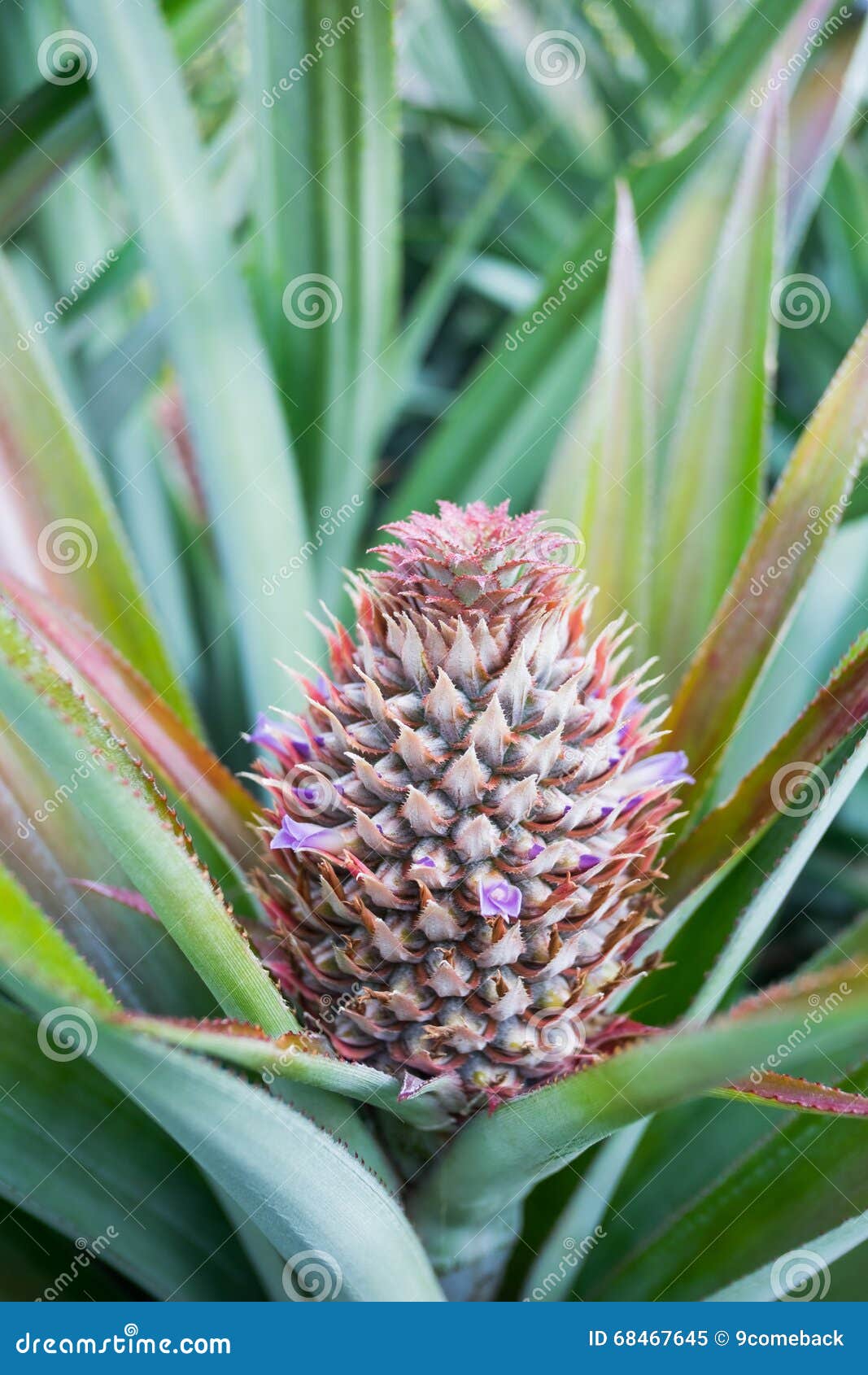 Pineapple farm stock image. Image of diet, sweet, natural 68467645