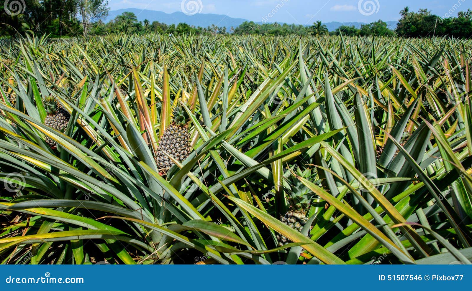Pineapple farm stock photo. Image of farming, gardening 51507546