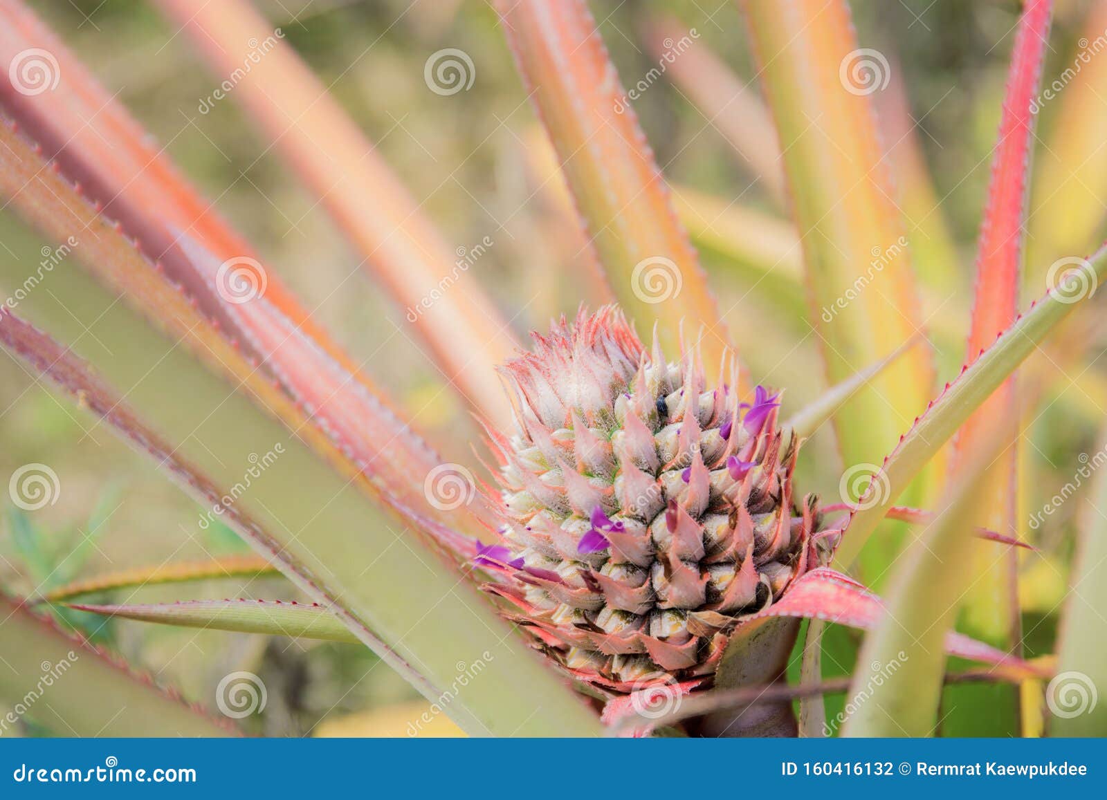 Pineapple of Young with Sunlight Stock Photo Image of freshness, pineapple 160416132