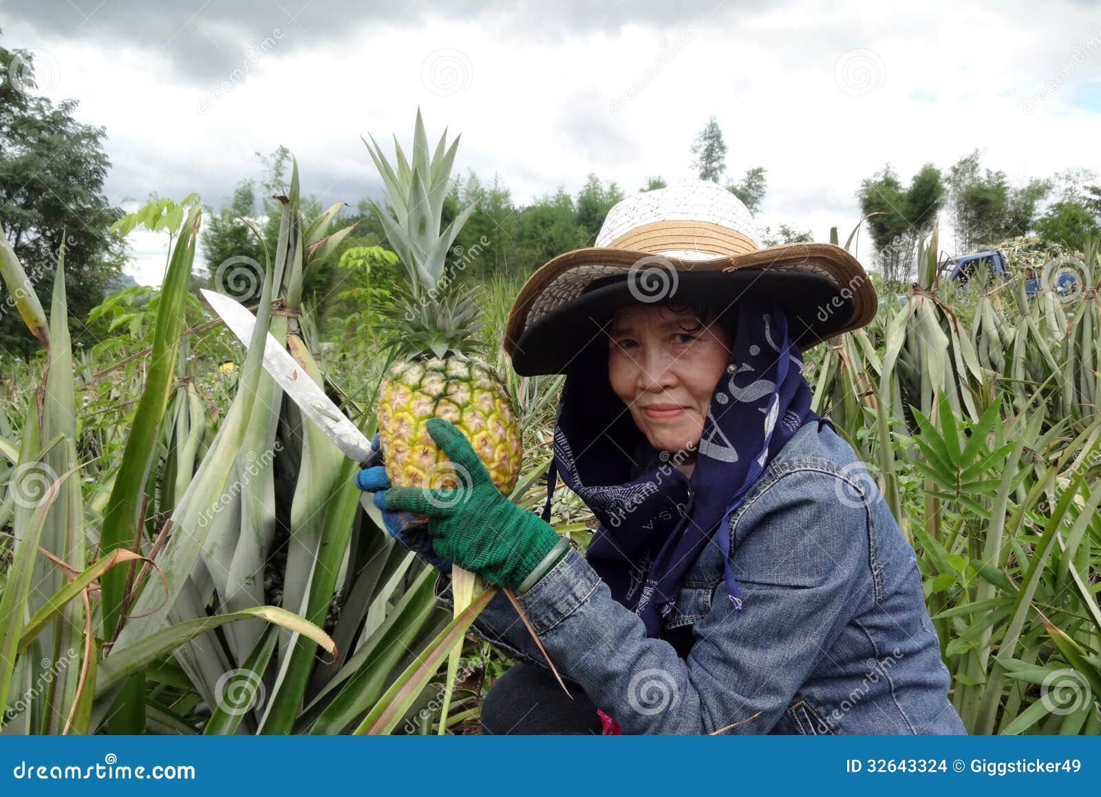 Pineapple farmers. editorial stock image. Image of looking 32643324