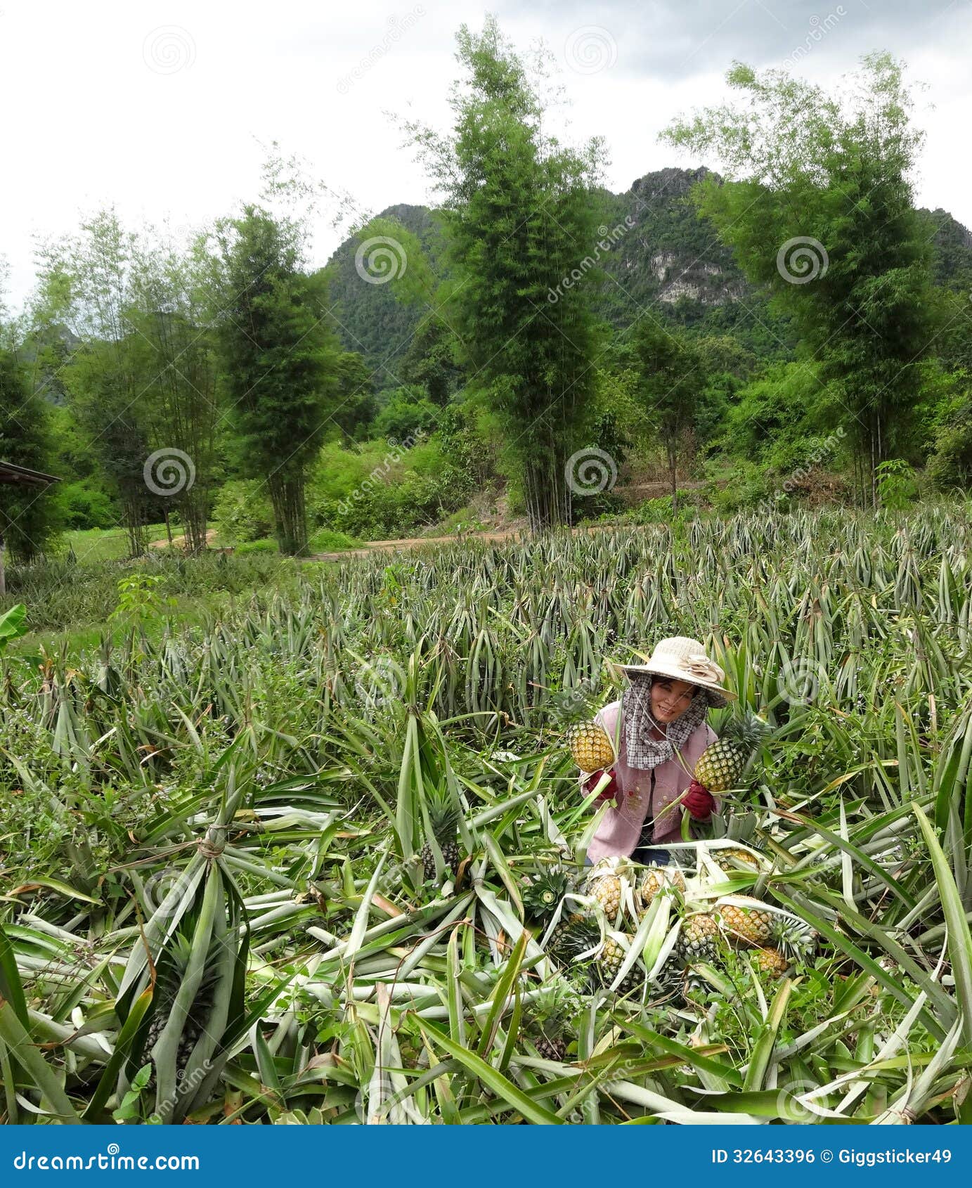 Pineapple farmers. editorial photo. Image of colourful 32643396
