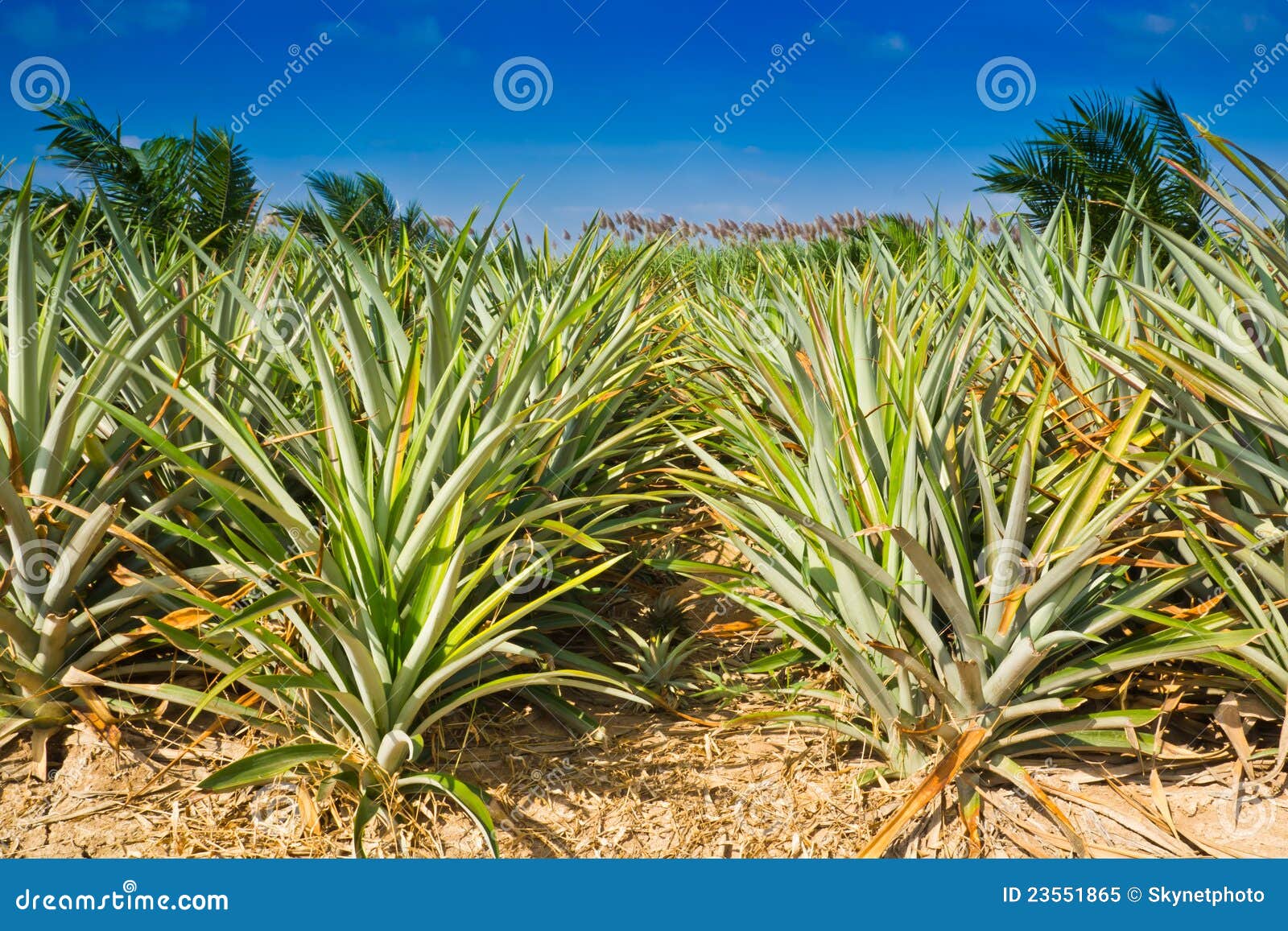 Pineapple Field Royalty Free Stock Photo Image 23551865
