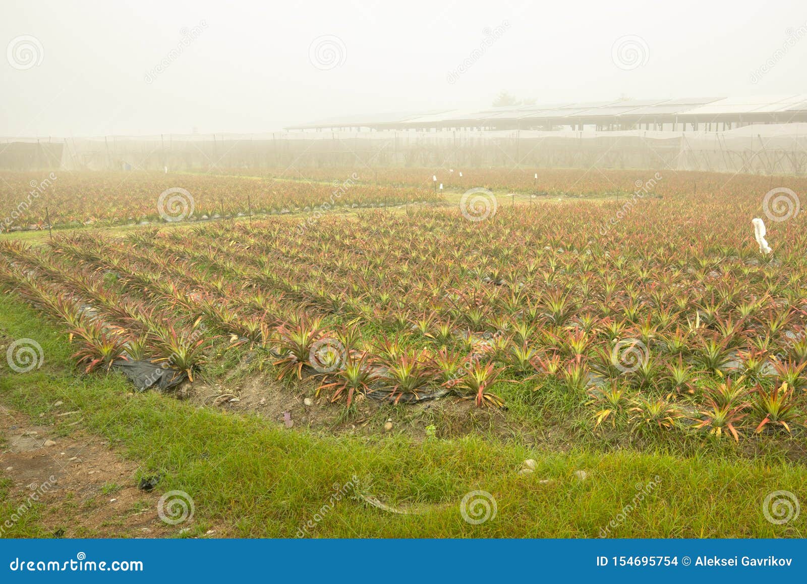 The Pineapple Field and Mist Stock Photo Image of fresh, grow 154695754