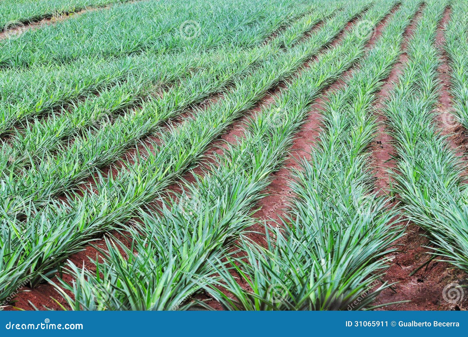 Pineapple field stock image. Image of green, crop, pineapple 31065911
